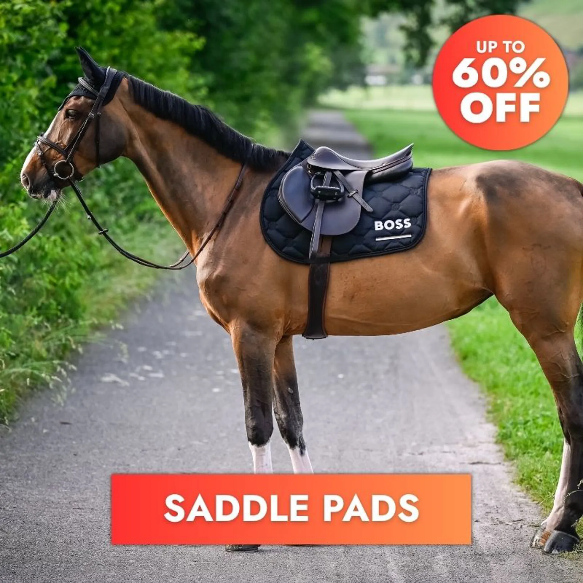 Horse with Tack on