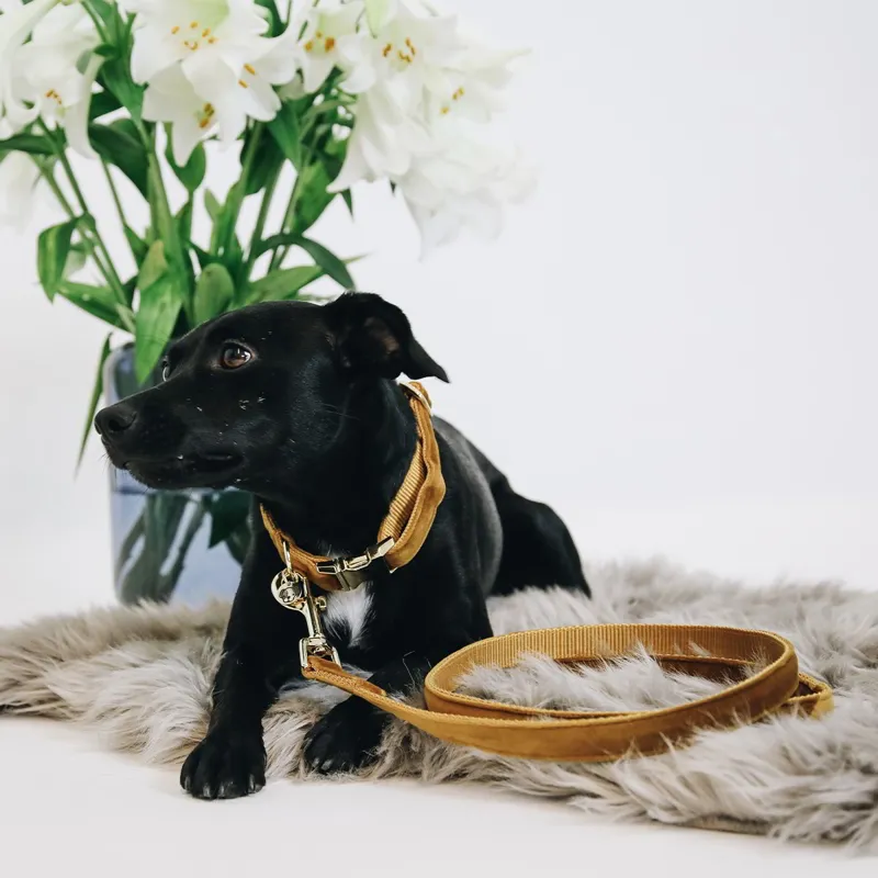 Kentucky Velvet Dog Leash - Mustard