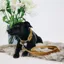 Kentucky Velvet Dog Leash - Mustard