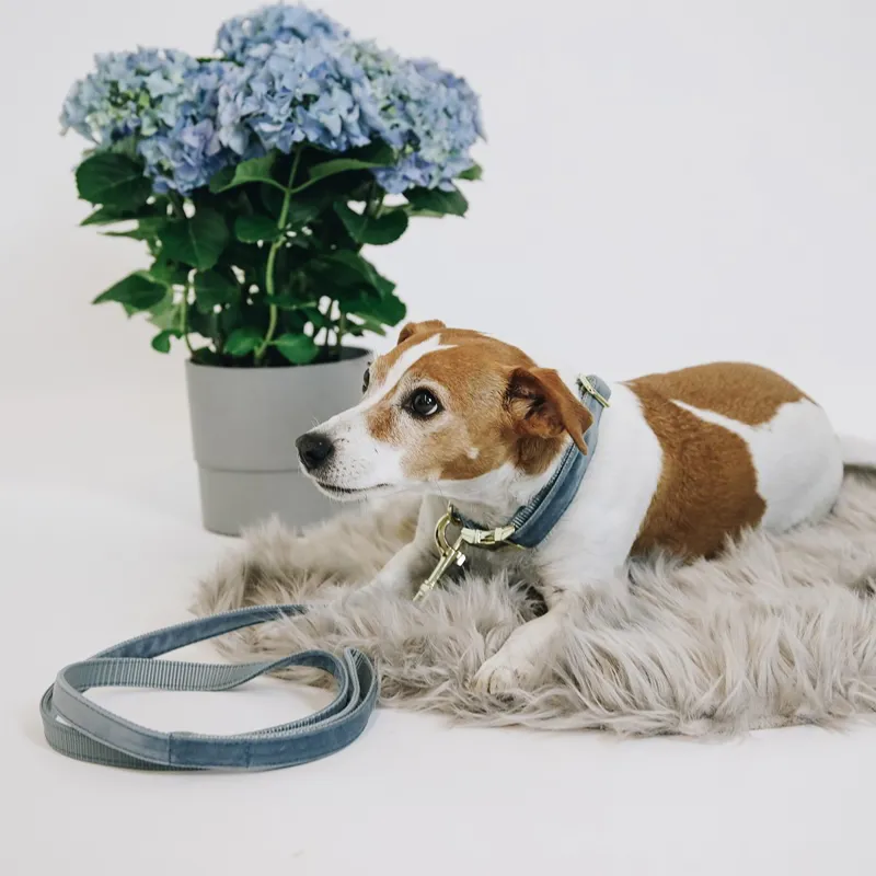 Kentucky Velvet Dog Leash - Light Blue-3