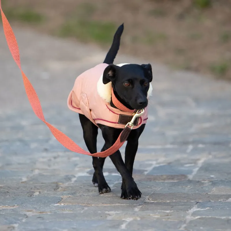 Kentucky Waterproof 160g Dog Coat - Coral-5