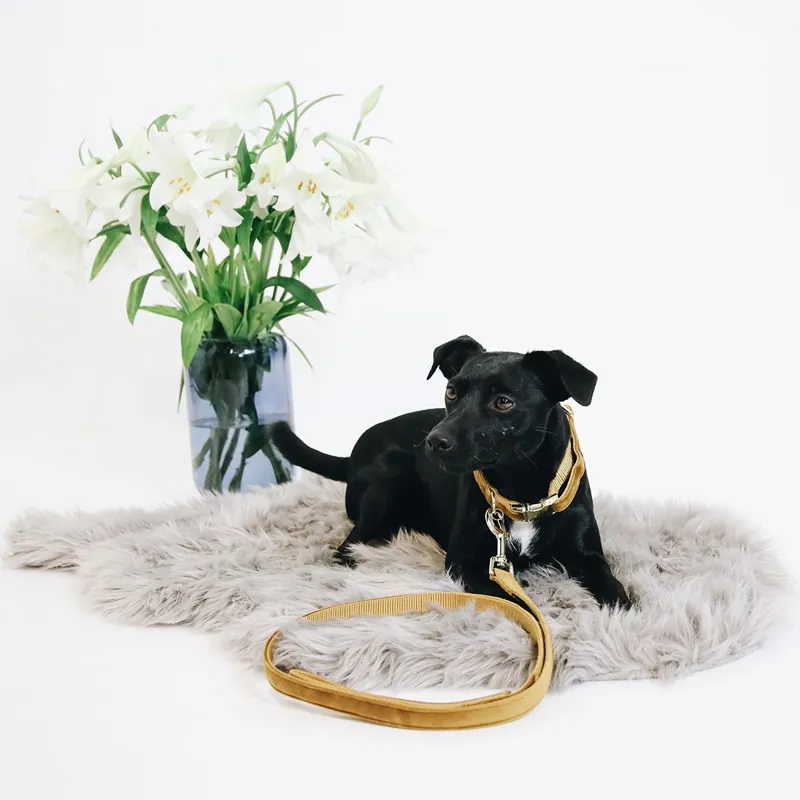 Kentucky Velvet Dog Leash - Mustard-2