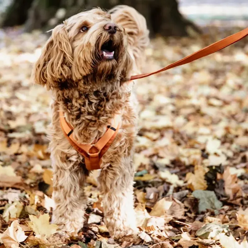Kentucky Velvet Dog Leash - Orange-1