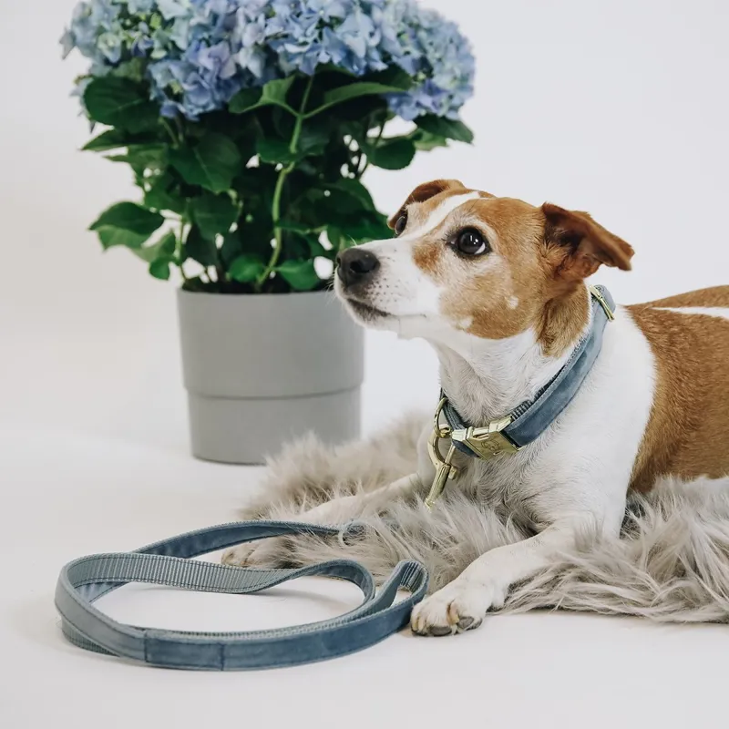 Kentucky Velvet Dog Leash - Light Blue