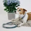 Kentucky Velvet Dog Leash - Light Blue