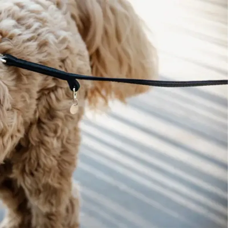 Kentucky Velvet Dog Leash - Black-2