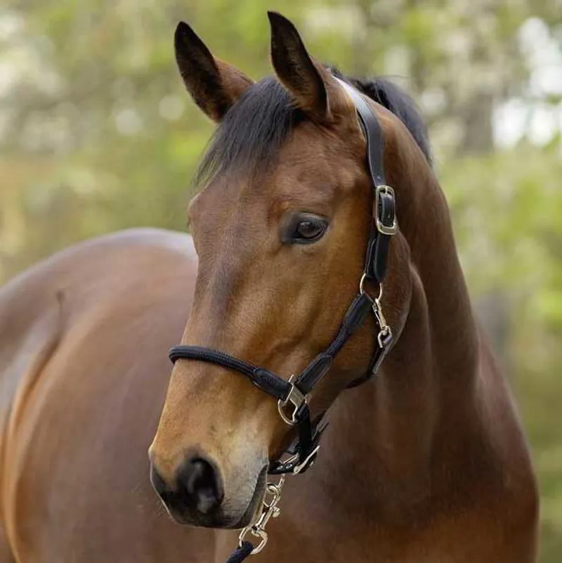 Covalliero Cordano Lux Halter - Black-1