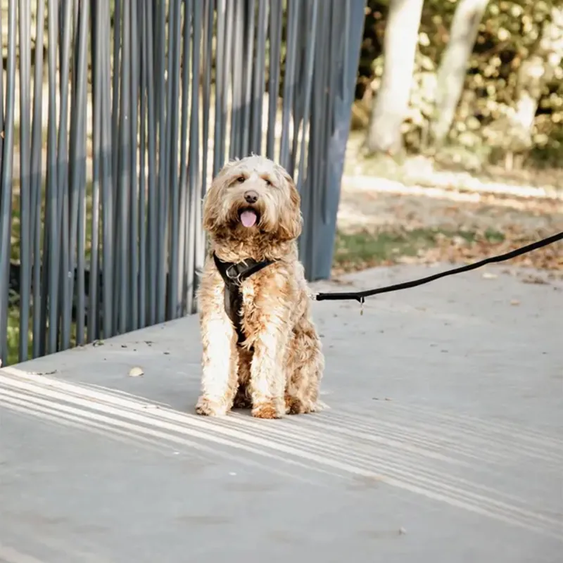 Kentucky Velvet Dog Leash - Black-1