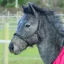 Rhinegold Fieldsafe Nylon Foal Halter - Black