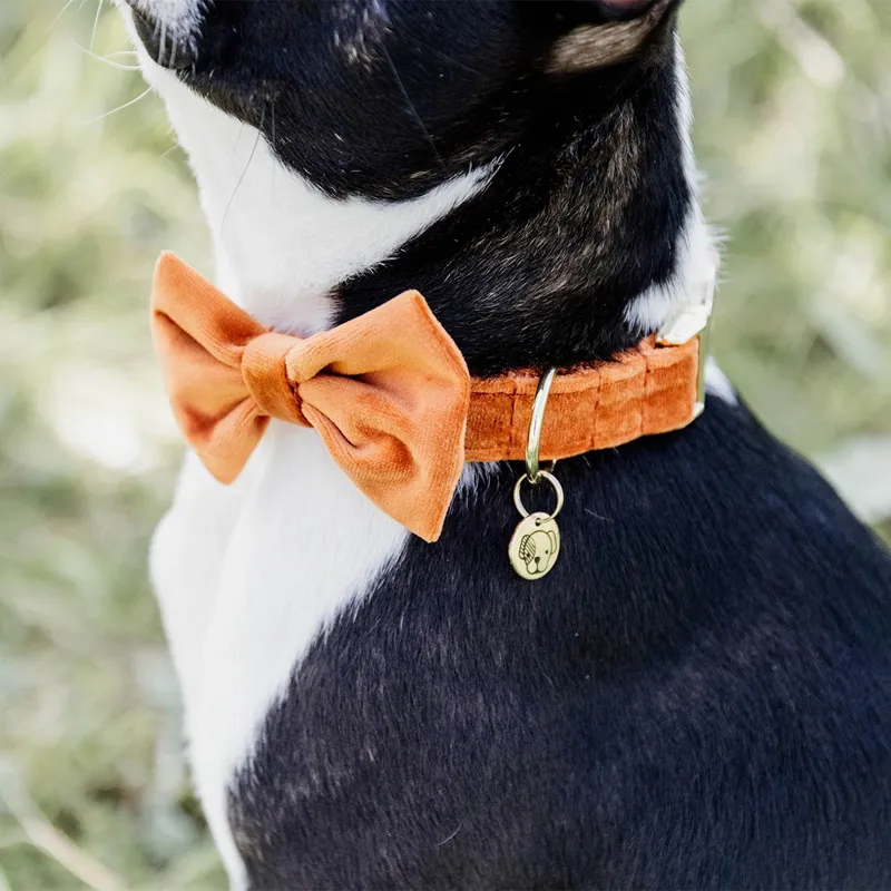 Kentucky Velvet Dog Bow Tie - Orange-5
