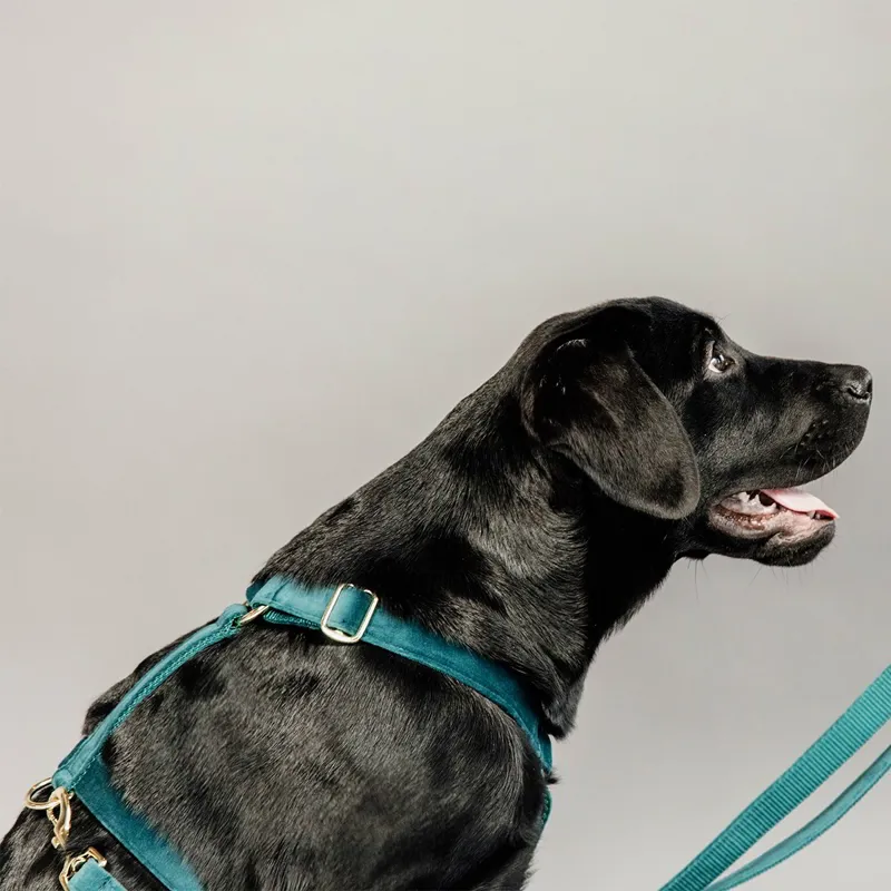 Kentucky Velvet Loop Dog Harness - Emerald-2