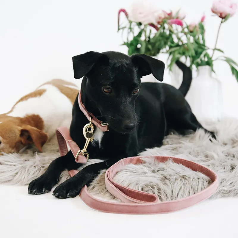 Kentucky Velvet Dog Leash - Old Rose-4