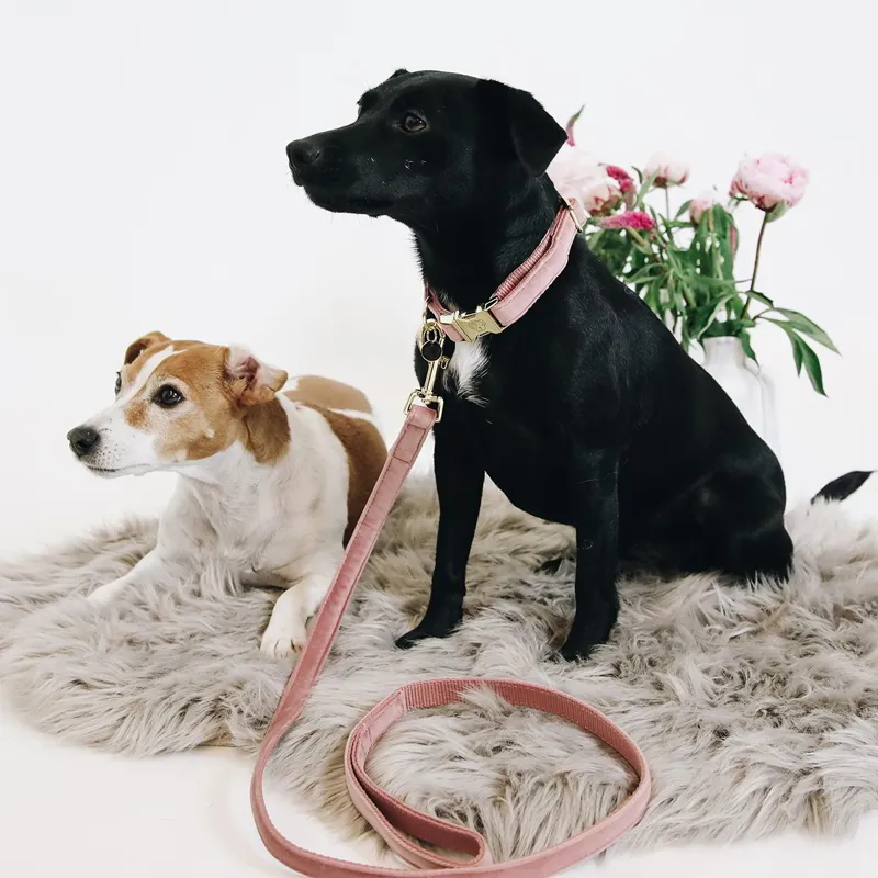 Kentucky Velvet Dog Leash - Old Rose-2