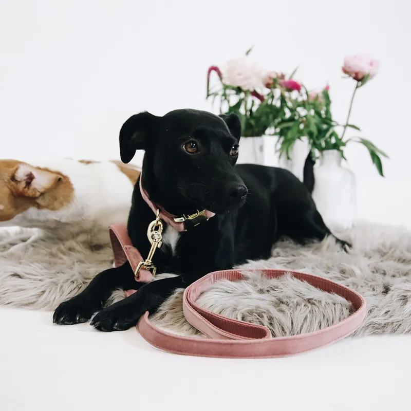 Kentucky Velvet Dog Leash - Old Rose-5