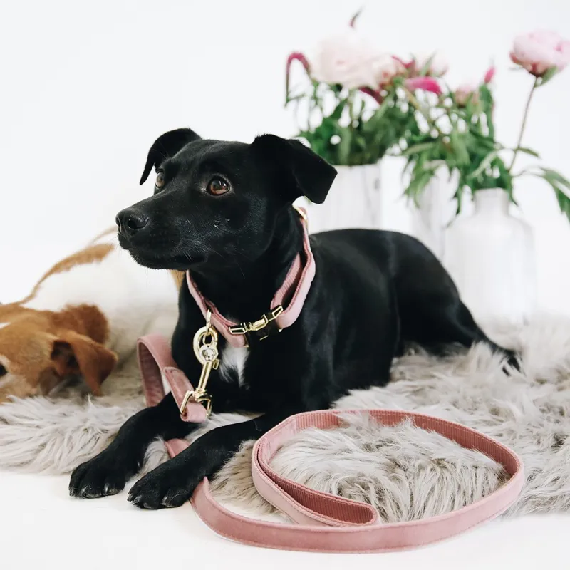 Kentucky Velvet Dog Leash - Old Rose