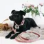 Kentucky Velvet Dog Leash - Old Rose