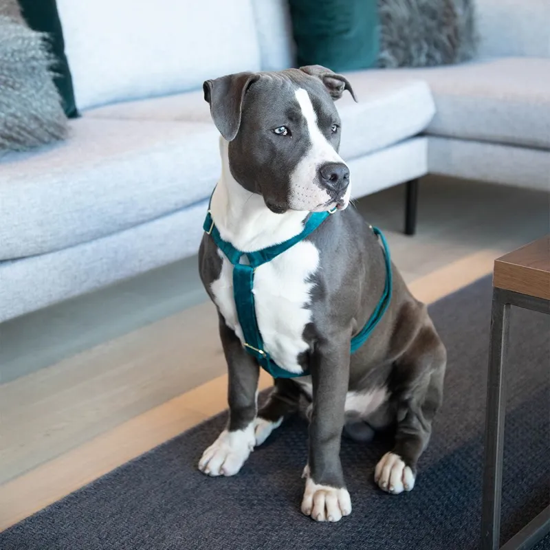 Kentucky Velvet Loop Dog Harness - Emerald-5
