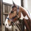 Kentucky Plaited Nylon Halter - Navy