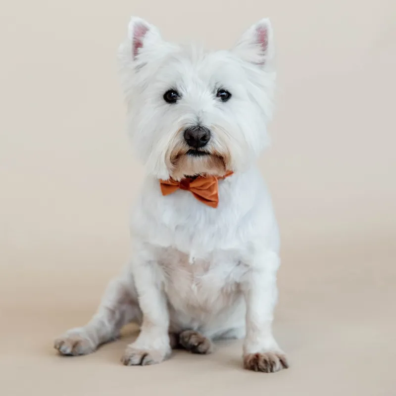 Kentucky Velvet Dog Bow Tie - Orange