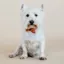 Kentucky Velvet Dog Bow Tie - Orange