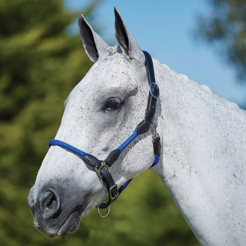 Kincade Leather Rope Halter - Blue