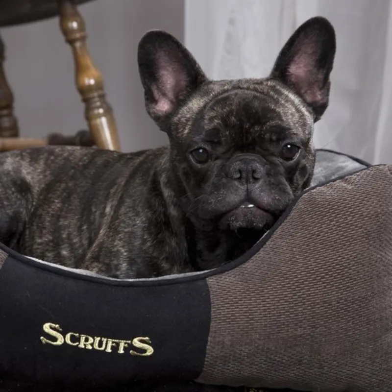 Scruffs Chester Dog Bed - Graphite-1