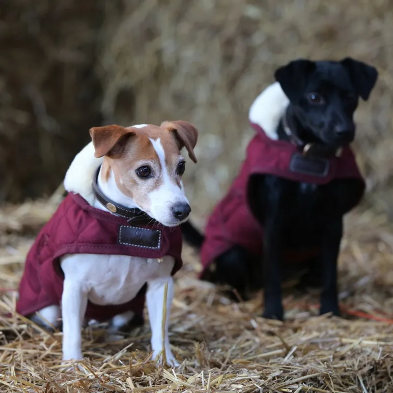 Kentucky Original Dog Coat - Bordeaux-4