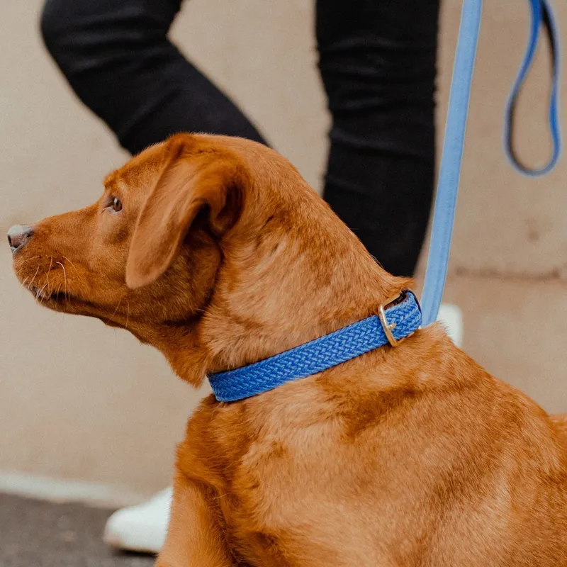 Kentucky Braided Nylon Dog Collar - Light Blue