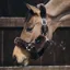 Kentucky Shipping Synthetic Sheepskin Halter - Brown
