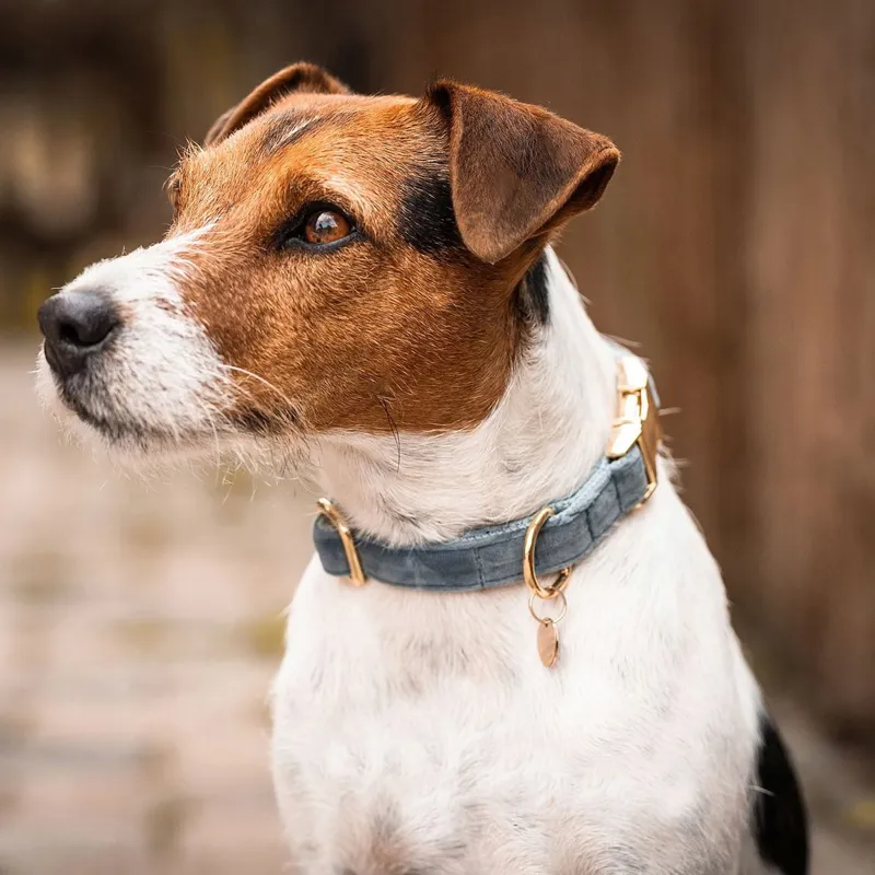 Kentucky Velvet Dog Collar - Light Blue