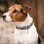 Kentucky Velvet Dog Collar - Light Blue