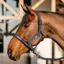 Amigo Halter and Lead Rope Set - Navy