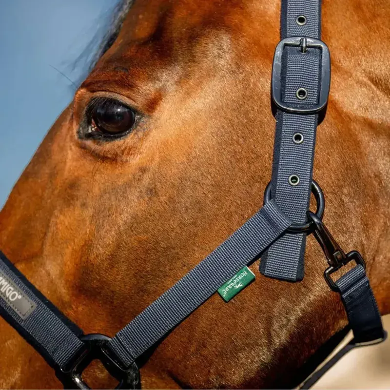 Amigo Halter and Lead Rope Set - Navy-6