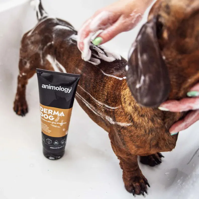 Animology Derma Dog Shampoo - 250ml-1