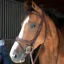 Antares Origin Flash Bridle - Brown