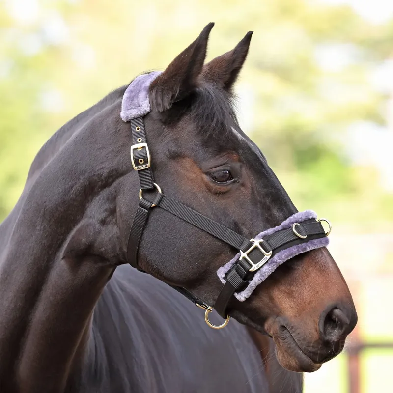 ARMA Fleece Lined Lunging Cavesson - Black