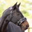 ARMA Fleece Lined Lunging Cavesson - Black