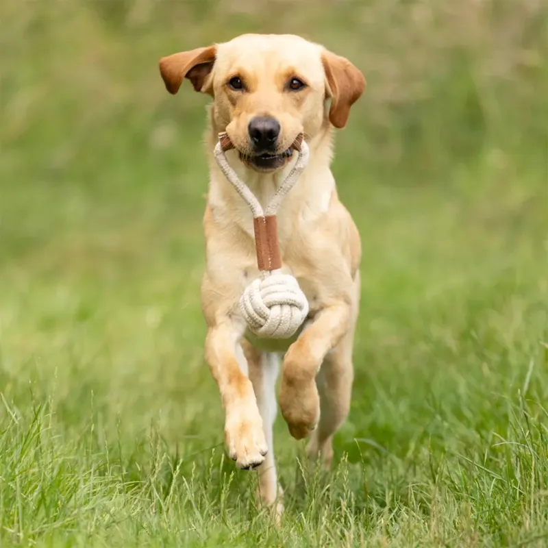 Benji and Flo Tug 'n' Play Toy - Rope with Ball-1