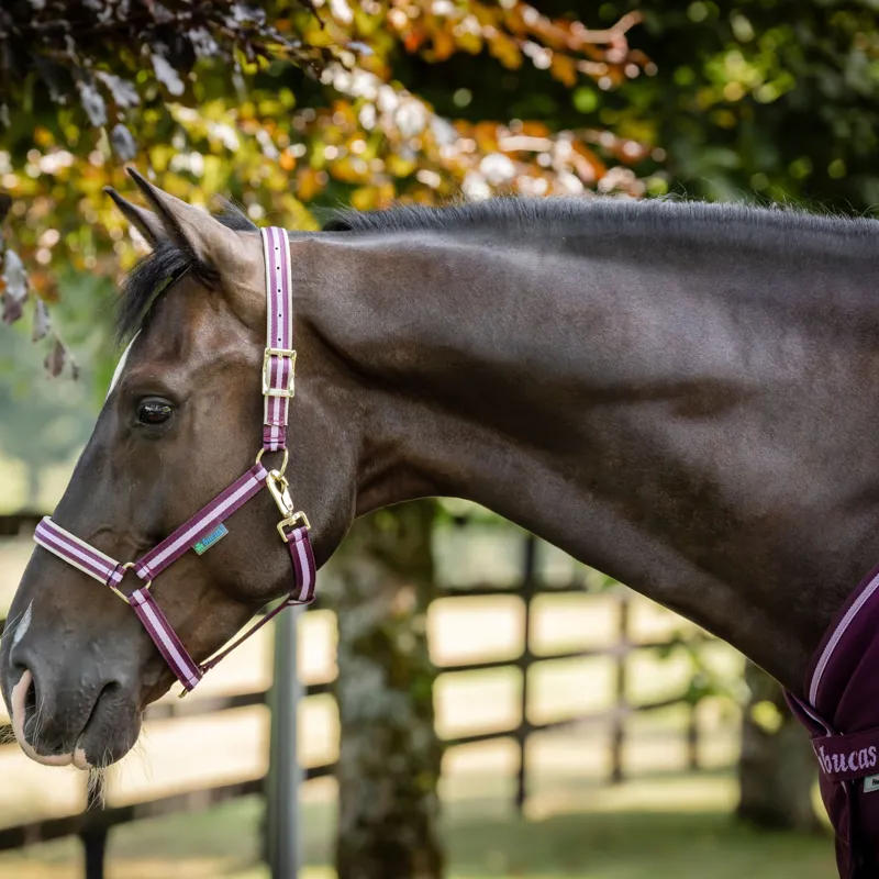 Bucas Dublin Halter - Blackberry-1