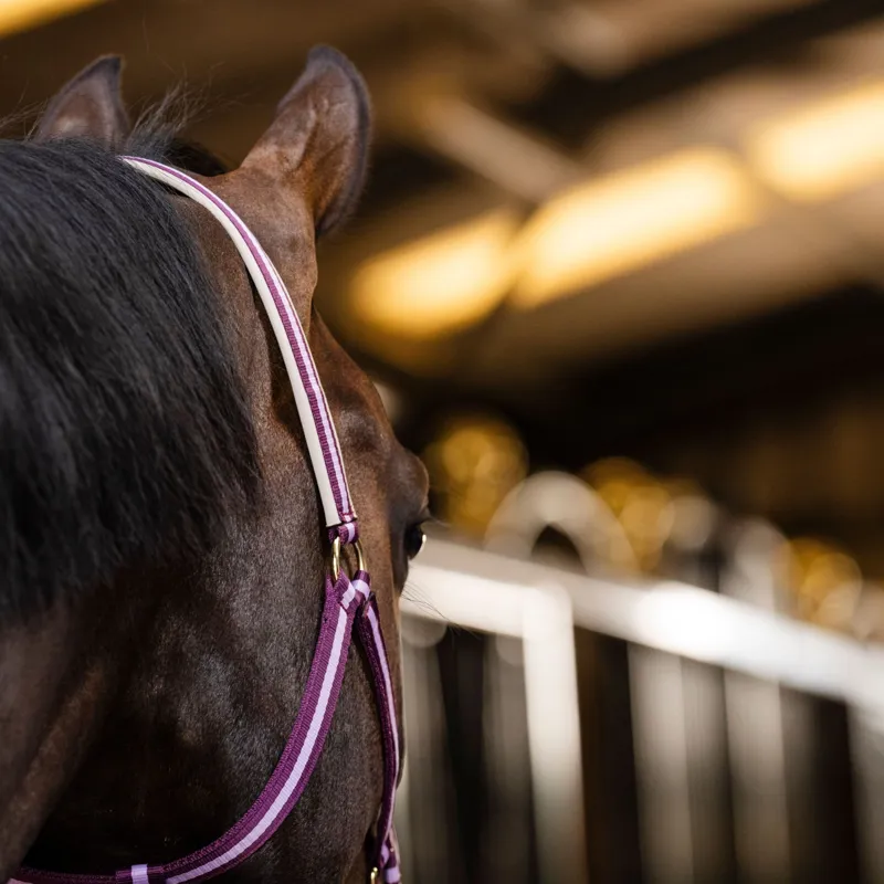 Bucas Dublin Halter - Blackberry-2