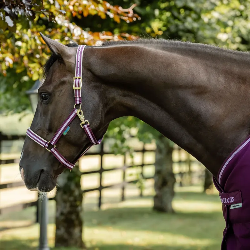 Bucas Dublin Halter - Blackberry-3