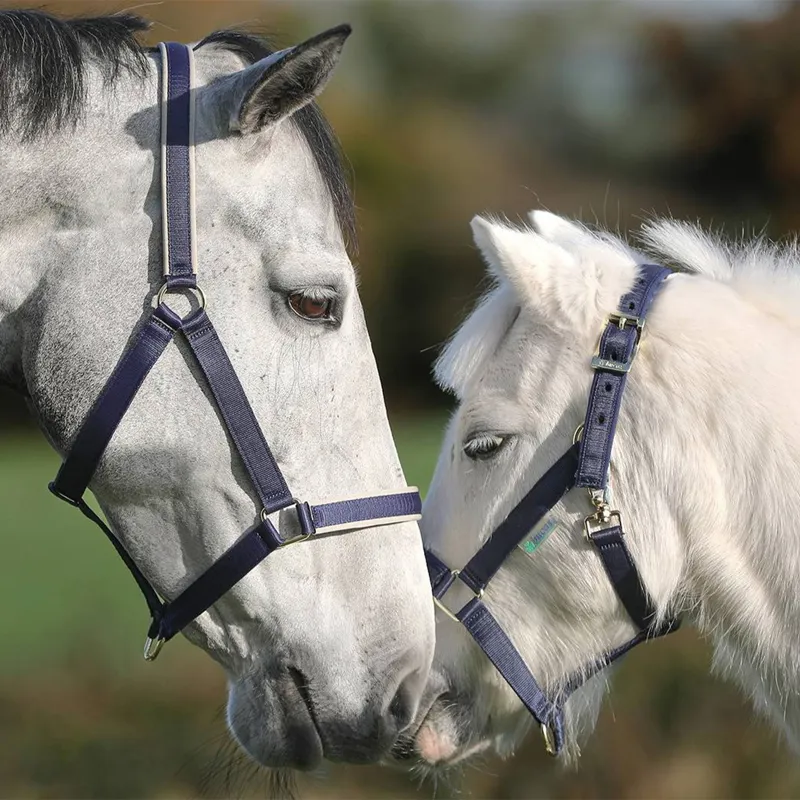 Bucas Dublin Foal Halter - Navy/Navy-1