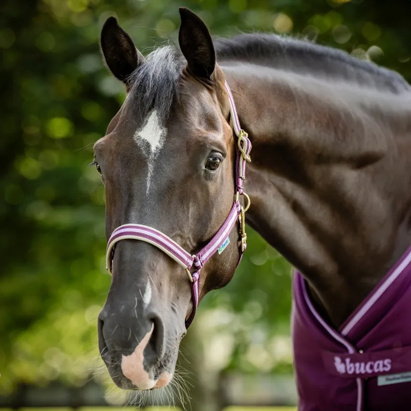 Bucas Dublin Halter - Blackberry