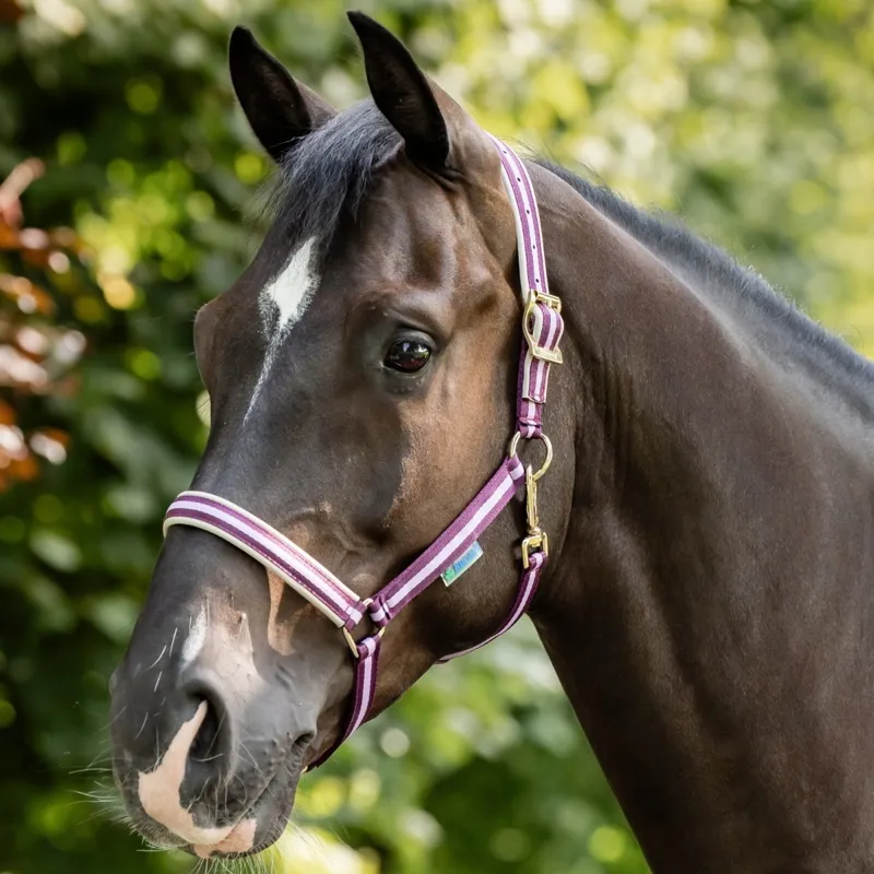 Bucas Dublin Halter - Blackberry-4