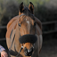 NuuMed Anti-Rub Wool Noseband Cover - Black