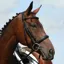 Collegiate Syntovia+Padded Raised Cavesson Bridle - Black