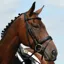 Collegiate Syntovia+ Padded Raised Flash Bridle with Reins - Black