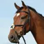 Collegiate Syntovia+ Padded Raised Figure 8 Bridle with Reins Black