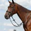 Collegiate Syntovia+ Plain Flat Running Martingale - Black