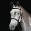 Collegiate Hunt Cavesson Bridle with Reins - Black